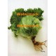 Lettuce  - XRA1190  -  PRINT