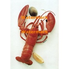 Lobster & Clam  - #XRA1193  -  PRINT