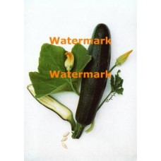 Zucchini Squash  - #XRA1194  -  PRINT