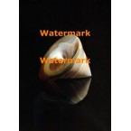 Trochus I  - #XRA1362  -  PHOTO PRINT