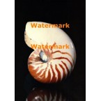 Nautilus  - #XRA1365  -  PHOTO PRINT