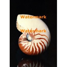 Nautilus  - #XRA1365  -  PHOTO PRINT