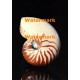 Nautilus  - #XRA1365  -  PHOTO PRINT