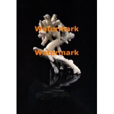 White Coral  - #XRA1366  -  PHOTO PRINT