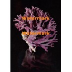 Purple Coral  - #XRA1367  -  PHOTO PRINT