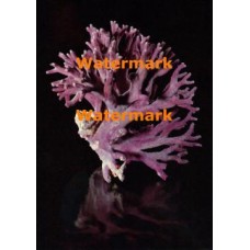 Purple Coral  - #XRA1367  -  PHOTO PRINT