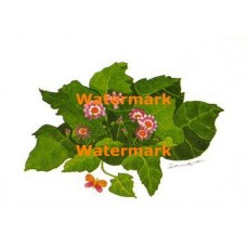 Reddish Pink Flowers  - XKD1102  -  PRINT