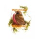 Bird  - XKL1449  -  PRINT