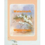 Birds  - XBPP1192  -  PRINT