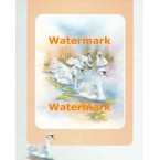 Swans  - #XBPP1193  -  PRINT