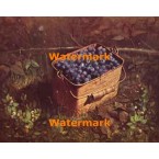 Bucket of Blueberries  - XBSC1388  -  PRINT
