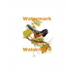 Rufus-Sided Towhee  - #XD10468  -  PRINT