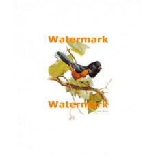 Rufus-Sided Towhee  - #XD10468  -  PRINT