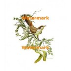 Yellow-Billed Cuckoo  - #XD10469  -  PRINT