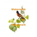 Northern Oriole  - #XD10470  -  PRINT