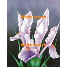 Velvet Iris  - #XD10936  -  PRINT