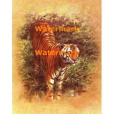Animal Studies:  Tiger  - XD10867  -  PRINT