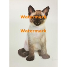 Cat  - XS2458 -  PRINT
