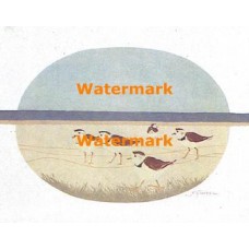 Birds on Shore  - XD11497  -  PRINT