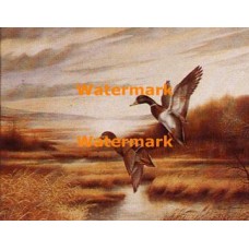Mallards  - #XD50121  -  PRINT