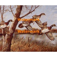 Wood Ducks  - #XD50130  -  PRINT