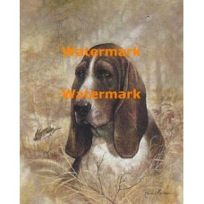 Basset Hound  - XD50641  -  PRINT