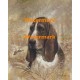 Basset Hound  - XD50641  -  PRINT