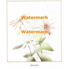 Winter Poinsettia  - XD50910  -  PRINT