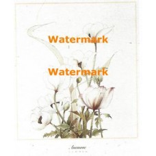 Summer Anemone  - #XD50917  -  PRINT