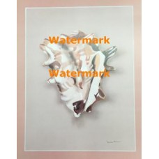 Spiney Conch Shell  - #XD51218  -  PRINT