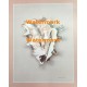 Spiney Conch Shell  - #XD51218  -  PRINT