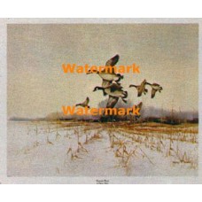 Canadian Geese  - #XD9693  -  PRINT