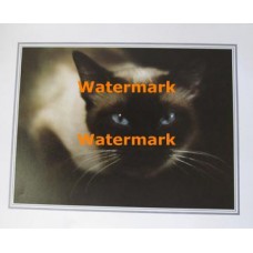 Blue-Eyed Kitten  - XKVH2077  -  PRINT
