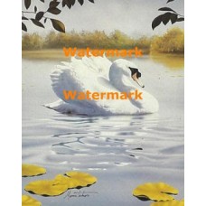 Swan Lake  - #XKH2565  -  PRINT