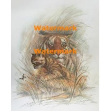 Tiger & Cub  - #XKH4664  -  PRINT