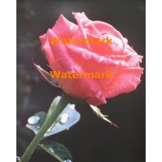 The Pink Rose  - #XKHLAM2217  -  PHOTO PRINT