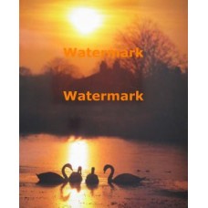 Golden Swans  - XKHLAM2220  -  PHOTO PRINT