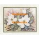 Magnolias  - #XKVH1913  -  PRINT