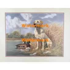 Yellow Lab  - #XKVH3840  -  PRINT