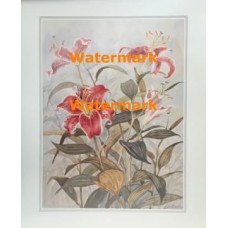 Hardy Lilies  - XKVH3846  -  PRINT