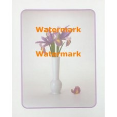 Iris  - XKVH5509  -  PRINT