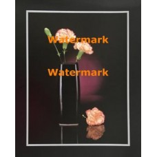 Lace Carnations  - XKVH5519  -  PRINT