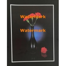 Carnation Juliet  - XKVH5520  -  PRINT