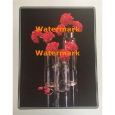 Carnations in Clear Glass  - XKVH5532  -  PRINT