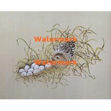The Guardian  - XS2475  -  PRINT