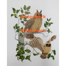 Owls  - XS2848  -  PRINT