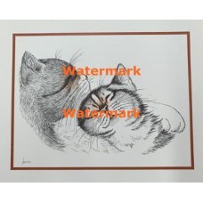 Cats  - XS3026  -  PRINT