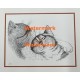Cats  - XS3026  -  PRINT