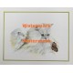 Cats & Butterfly  - XS3087  -  PRINT