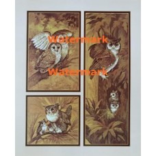 Owl Scenes  - XS3163  -  PRINT